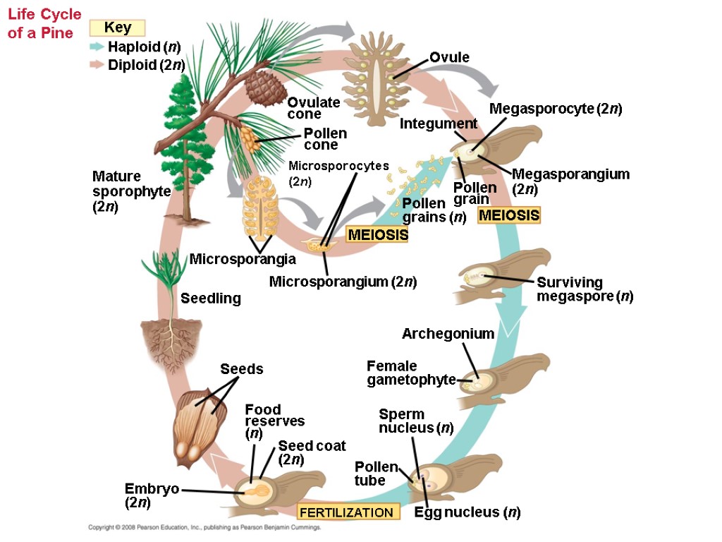 Life Cycle of a Pine Microsporangium (2n) Microsporocytes (2n) Pollen grains (n) Pollen cone